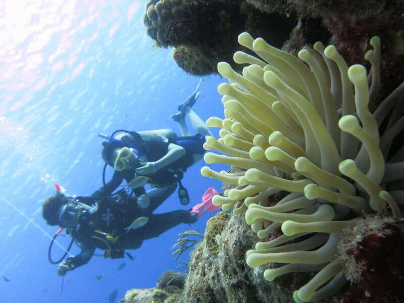 Cozumel: One Tank Scuba Dive and Full Chankanaab Park Access - What the price really covers (and what to budget)