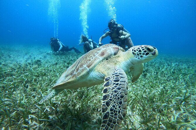 Cozumel Scuba Dive at Chankanaab - Guides who actually manage your nerves (and keep you safe)
