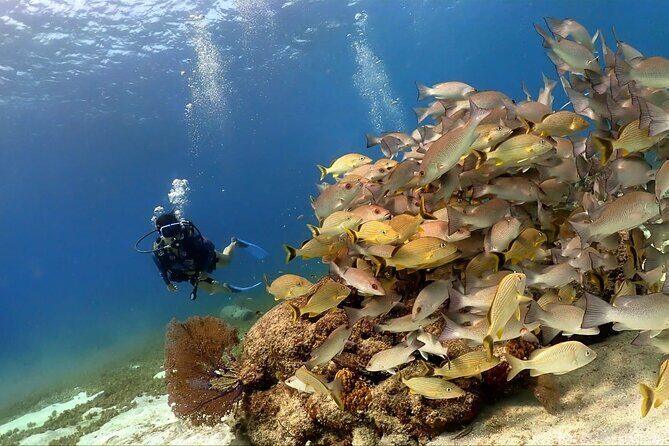 Cozumel Scuba Dive at Chankanaab - Your roughly 2-hour schedule: what happens at each stop
