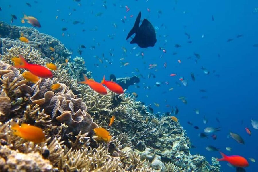 Cozumel: snorkeling on reefs + visit to "El Cielo" - What you get on board: shade, snacks, and music on a boat