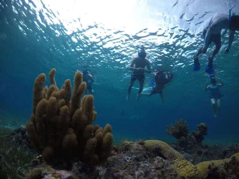 Cozumel: snorkeling on reefs + visit to "El Cielo" - Tour flow: group pace, time pressure, and where you can still control your experience