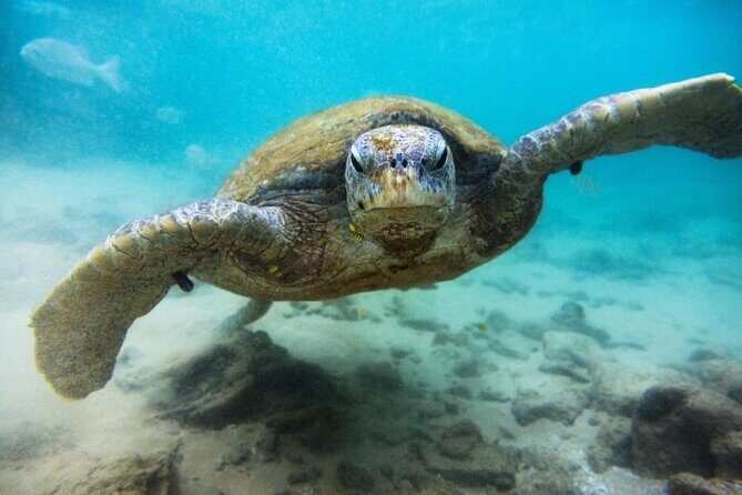 Cozumel Snorkeling Tour at Palancar & Colombia Reefs and El Cielo - Key Highlights You’ll Care About