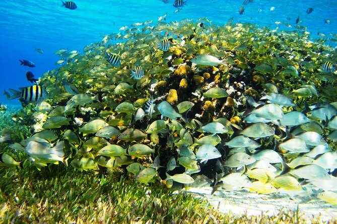 Cozumel Snorkeling Tour at Palancar & Colombia Reefs and El Cielo - Stop 2: Palancar Reef for Nurse Sharks, Lobsters, and Moray Eels