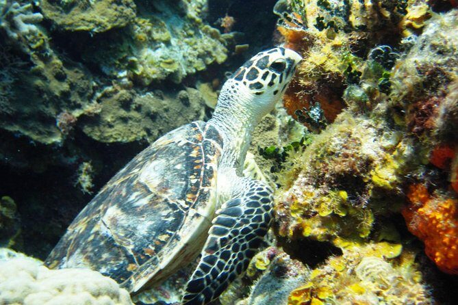 Cozumel Snorkeling Tour at Palancar & Colombia Reefs and El Cielo - Price and Value: What You Really Pay (and Why It’s Not Just $59.49)