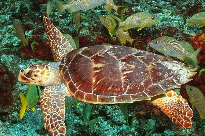 Cozumel Snorkeling Tour at Palancar & Colombia Reefs and El Cielo - Photo and Souvenir Reality: How to Avoid Getting Rattled