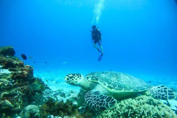 Cozumel Snorkeling Tour: Palancar, Columbia and El Cielo Reefs - Stop 1: Playa el Cielo and Playa el Cielito—Starfish Meets Sandbar