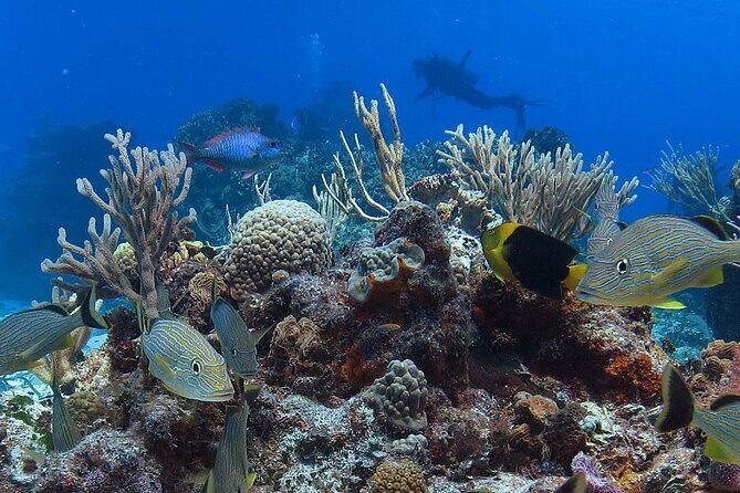 Cozumel Snorkeling Tour: Palancar, Columbia and El Cielo Reefs - Stop 4: San Francisco Reef and the “Variety Stops” After