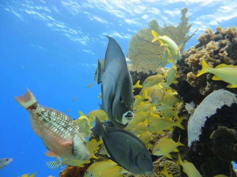 Cozumel: VIP Glass Bottom Boat & Snorkeling 3 Reefs Tour - Drinks, Timing, and the Little Comforts That Make It Feel Worth It