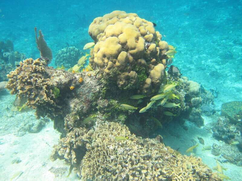 Cozumel: VIP Glass Bottom Boat & Snorkeling 3 Reefs Tour - Price and Value: $35 Plus the $11 Marine Park Fee