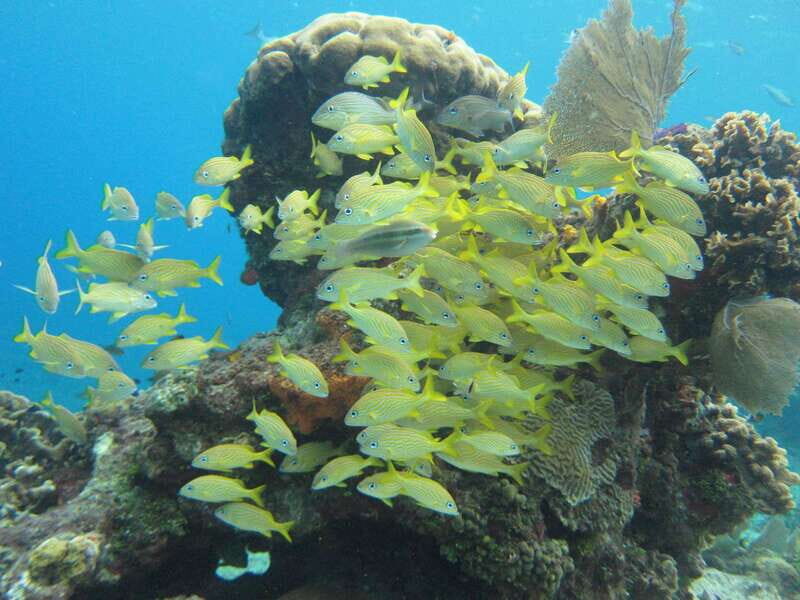 Cozumel: VIP Glass Bottom Boat & Snorkeling 3 Reefs Tour - Should You Book Safe Tours Cozumel for This 2-Hour Reef Day?