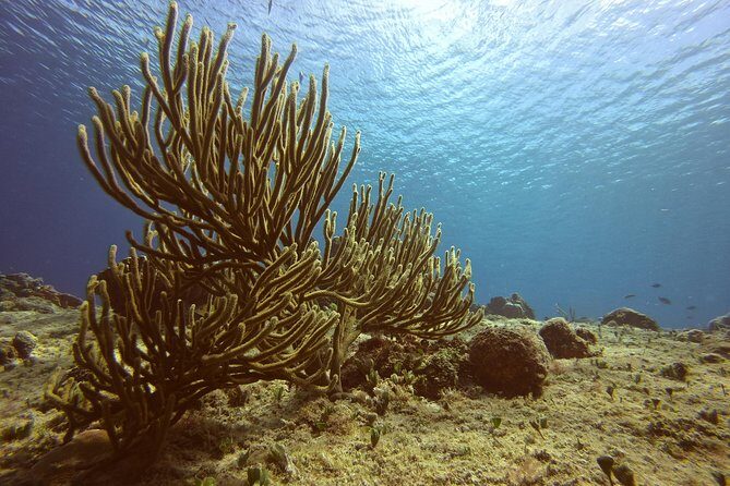 Discover Scuba Diving - Where you start in Cozumel: meeting point and getting oriented