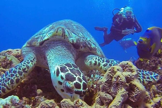 Discover Scuba Diving - Who this fits best (and who might feel out of place)