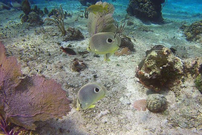 Discover Scuba Diving - Price and what you’re really getting for $95