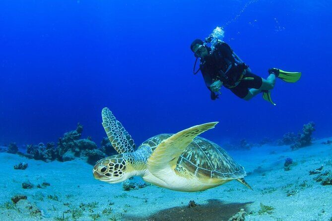 Discover Scuba Diving & Beach Club with Transportation In Riviera Maya - What’s included: the gear, bottled water, guide time, and insurance