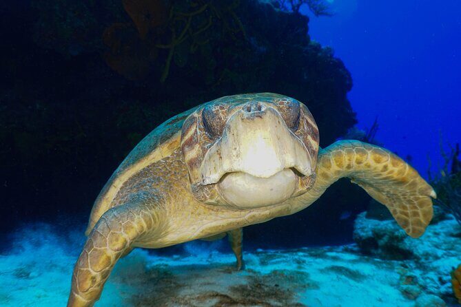 Discover Scuba Diving in Cozumel - Why Cozumel works so well for a first underwater try