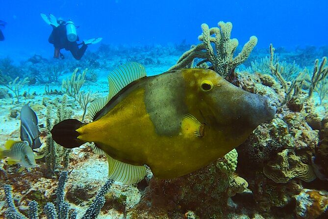Discover Scuba Diving in Cozumel - What you actually get trained on (and why it matters)