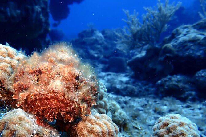 Discover Scuba Diving in Cozumel - Age, health, and who this is really for