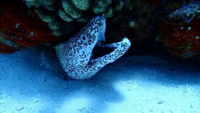 Discover Scuba Diving in Cozumel Paradise Reef - Key highlights you’ll feel on this trip
