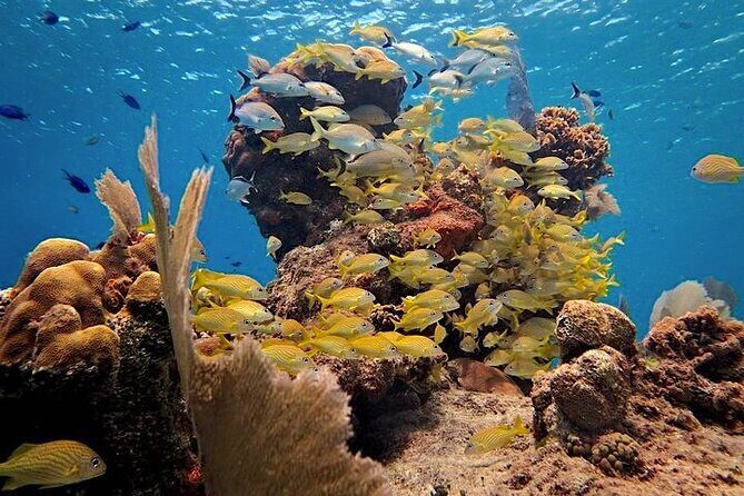 Discover Scuba Diving in Cozumel Paradise Reef - Your day on the water: shallow skills, Paradise Shallows, then Paradise Reef
