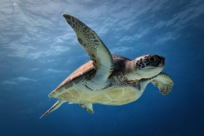 Discover Scuba Diving in Cozumel Paradise Reef - The crew matters: patient instructors and safety-first energy