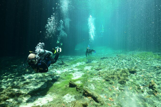 Discover Scuba Diving in Tulum - Getting Into Casa Cenote: Mangroves, Clear Water, and Cool Wildlife Moments