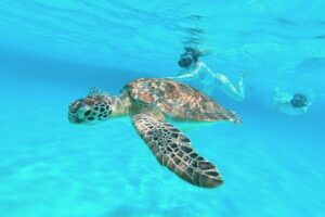 El Cielo Cozumel Snorkel Private Boat + Food + Drinks + Beach - Private boat pricing: when $450 for up to 5 feels fair