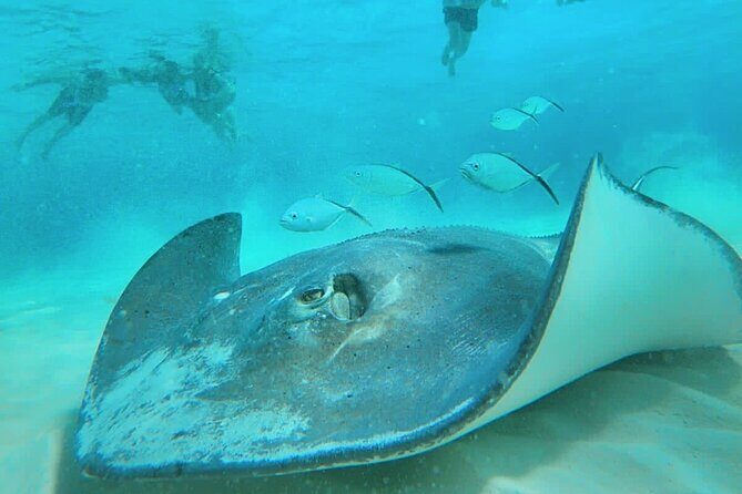 El Cielo Cozumel Snorkel Private Boat + Food + Drinks + Beach - Stop 1: Palancar reef for coral and real fish time