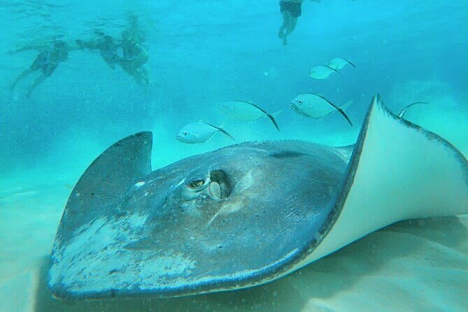 El Cielo Cozumel Snorkel Share Boat + Reefs + Food Drinks + Beach - Key highlights you’ll feel the moment you board
