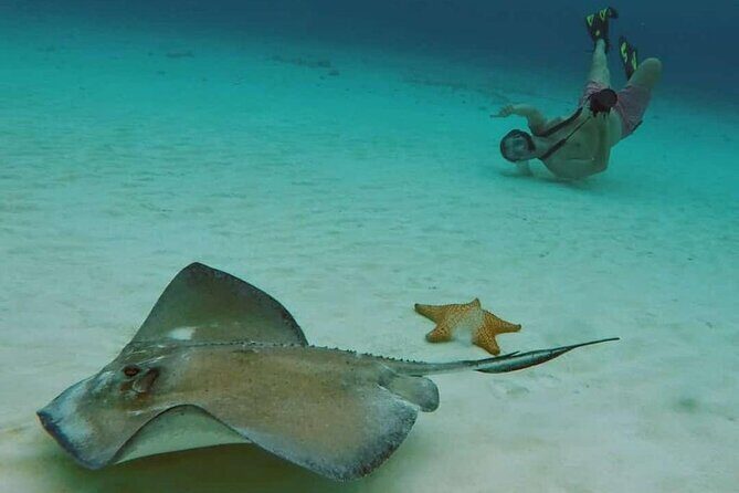 El Cielo Cozumel Snorkel tour by Catamaran - Snorkel Stop 1: Palancar Reef for Real Reef Life