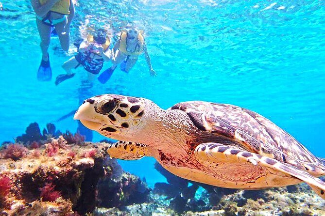 El Cielo Cozumel Snorkeling Tour - All-Inclusive - Crew energy and why small-group snorkel days feel better