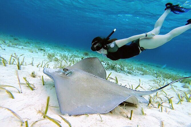 El Cielo Cozumel Snorkeling tour by Private Boat - Getting From Cruise Ports to the Marina (Without Losing Your Day)