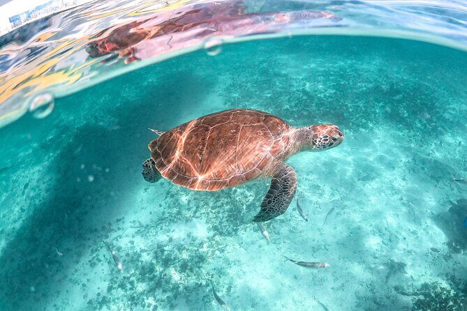 Exotik half a day tour: Cenote Cave and Swimming with Sea Turtles - Two Stops, One Efficient Half-Day in Playa del Carmen