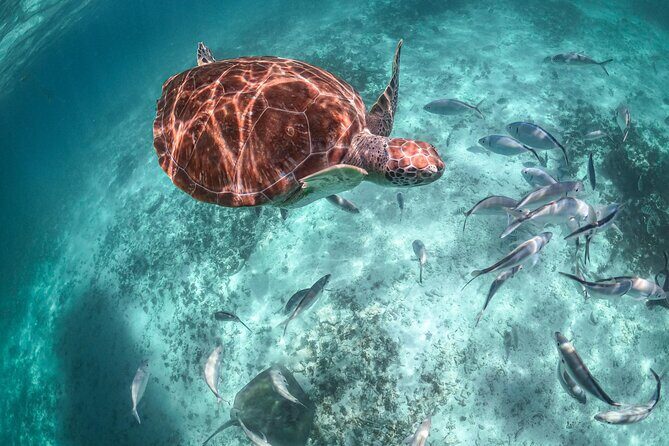 Exotik half a day tour: Cenote Cave and Swimming with Sea Turtles - Guides and Drivers: When the Day Runs Smooth