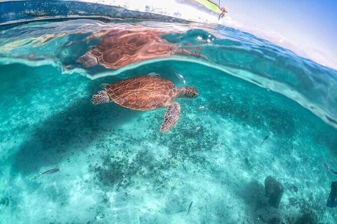 Exotik half a day tour: Cenote Cave and Swimming with Sea Turtles - Value Check: What $107.30 Buys (and What Costs Extra)