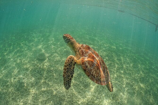 Exotik half a day tour: Cenote Cave and Swimming with Sea Turtles - What to Pack So You Don’t Fight the Day