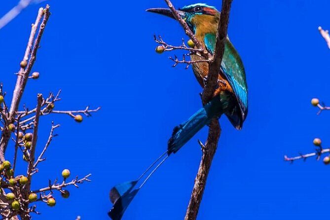Five Cenotes Jungle Experience in the Riviera Maya - Price and Value: Is $149 Fair for Five Cenotes Plus Lunch?