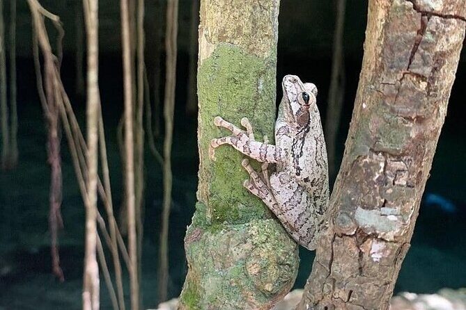 Five Cenotes Jungle Experience in the Riviera Maya - Who This Tour Fits Best (And Who Should Skip It)