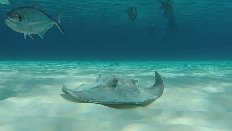 From Cozumel: 3 Reefs Boat Tour with Drinks and Snorkeling - Key highlights you will care about
