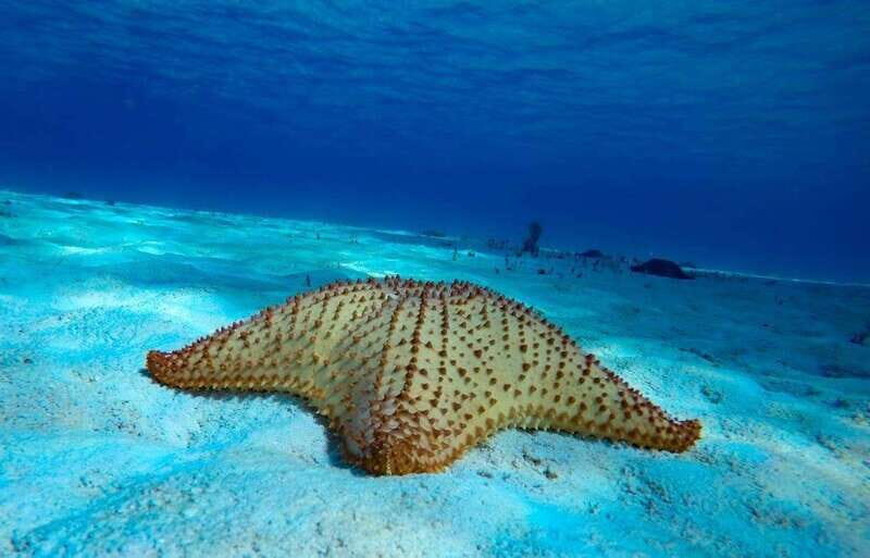 From Cozumel: 3 Reefs Boat Tour with Drinks and Snorkeling - Starting at Marina Asipona: how this tour runs from cruise ports