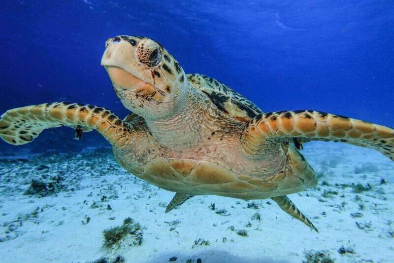 From Cozumel: 3 Reefs Boat Tour with Drinks and Snorkeling - Stop 1 near Palancar: deeper water fish and big-moment sightings
