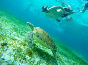 From Cozumel: Starfish, Stingrays and the Turtle Sanctuary - Price and Value: What $52 Gets You (Plus the Marine Fee)