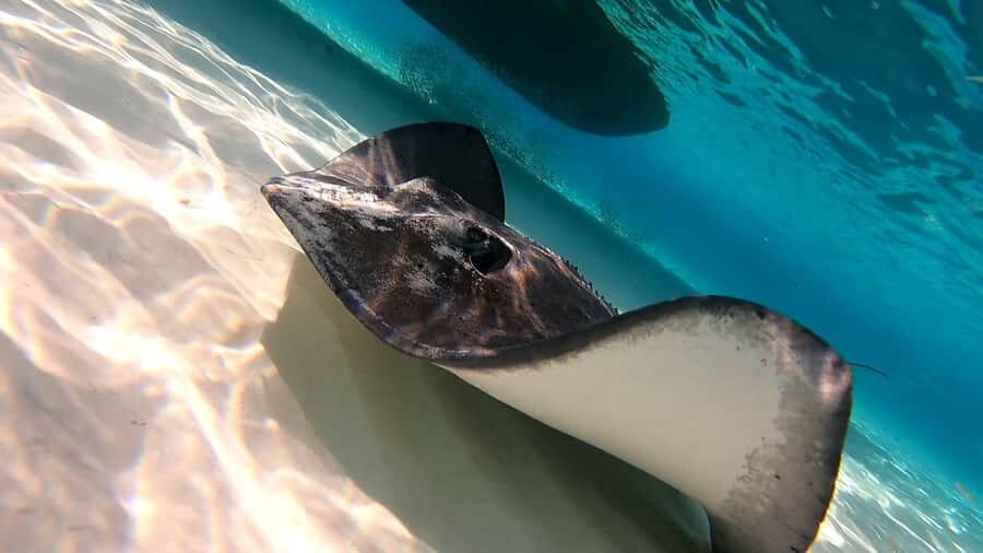 From Cozumel: Starfish, Stingrays and the Turtle Sanctuary - Turtle Bay Sanctuary Time: Sea Turtles, Calm Swims, and Good Guidance
