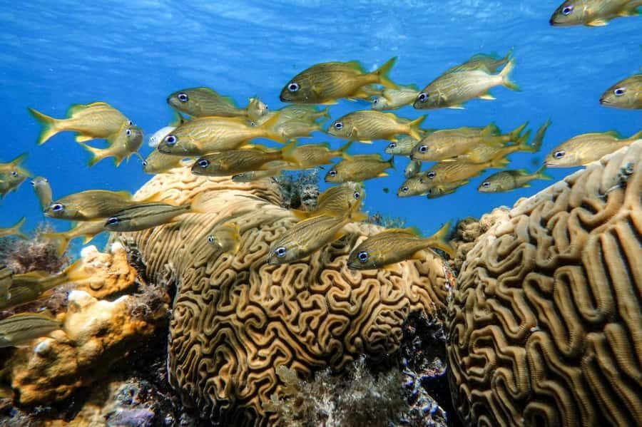 From Cozumel: Starfish, Stingrays and the Turtle Sanctuary - What Happens Between Snorkels: Snacks, Drinks, and That Sandbar Hangout