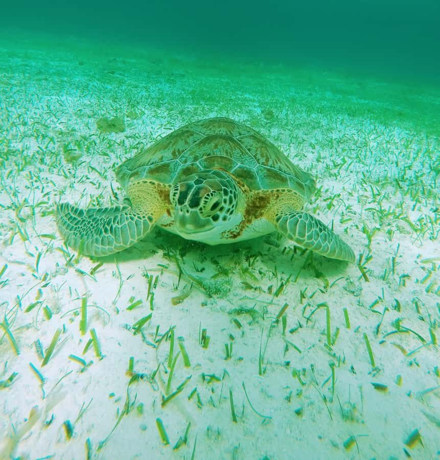 From Cozumel: Starfish, Stingrays and the Turtle Sanctuary - Safety, Sunscreen, and the Stuff You Should Actually Pack