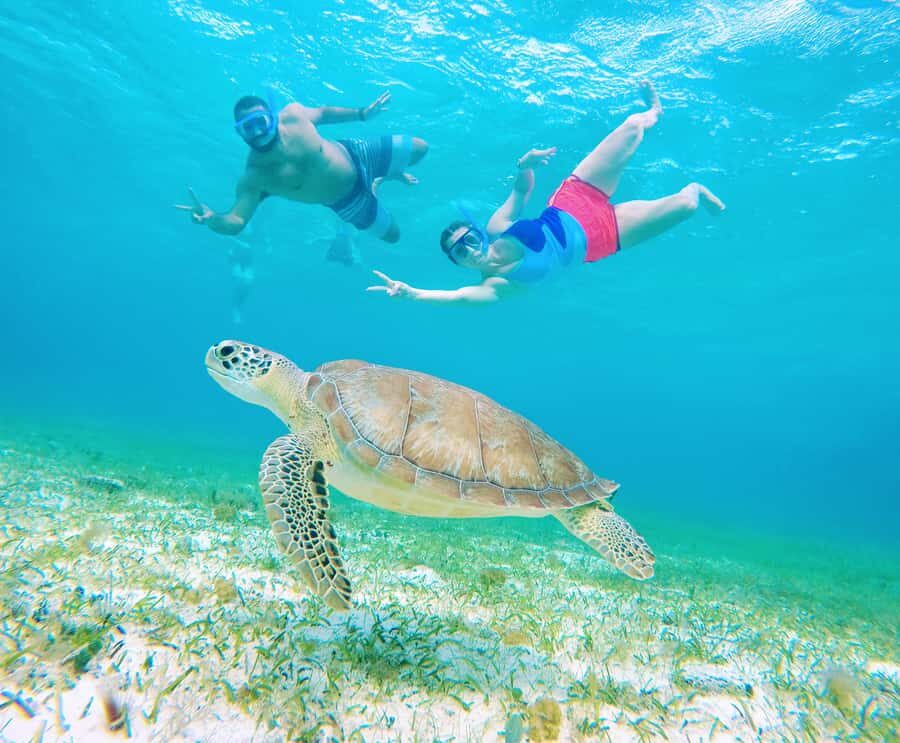 From Cozumel: Starfish, Stingrays and the Turtle Sanctuary - Animals You Can Hope For (And How to Improve Your Odds)