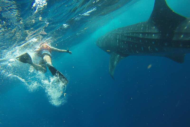 From Playa del Carmen: Whale Shark Tour - Getting from Playa del Carmen to the snorkel zone takes time (and that’s normal)