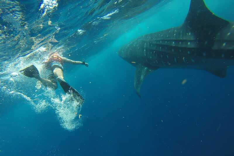 From Playa del Carmen: Whale Shark Tour - The whale shark swim: gear, briefing, and your 2-hour window