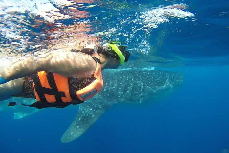 From Playa del Carmen: Whale Shark Tour - What you should bring (and what makes a difference in comfort)