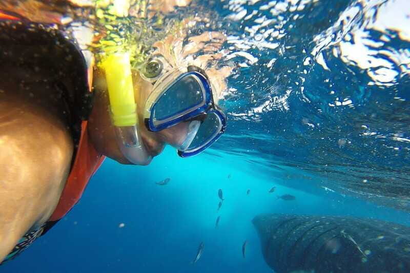 From Playa del Carmen: Whale Shark Tour - Lunch at Isla Mujeres Playa Norte: the calm payoff