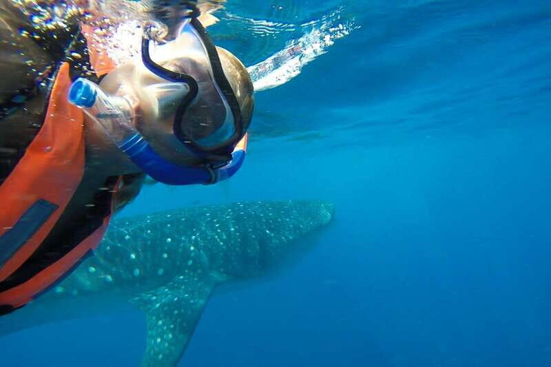 From Playa del Carmen: Whale Shark Tour - The day’s rhythm: timing and what can go wrong (so you’re ready)